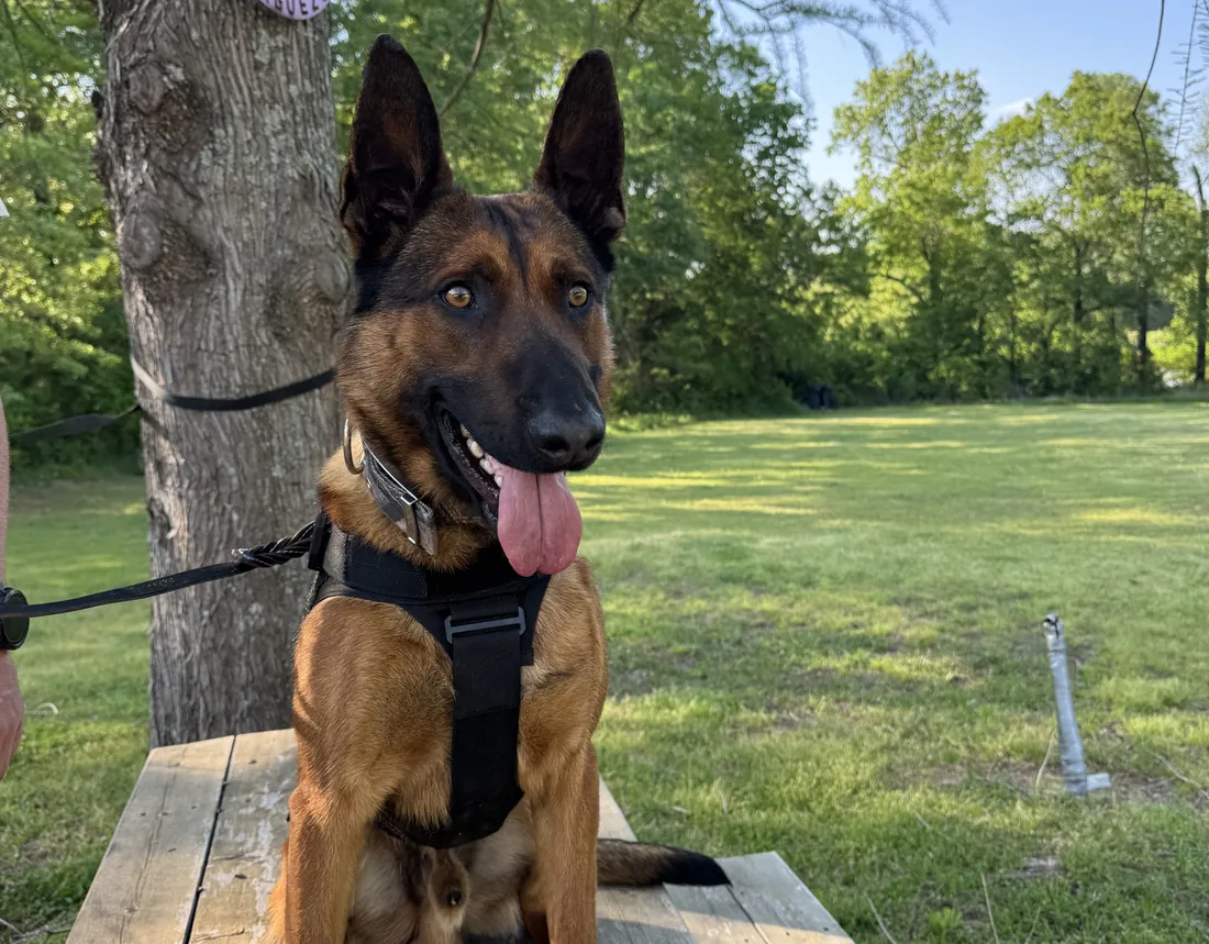 A CJ's Dog Training dog holding a calm sit on a wooden platform in the park