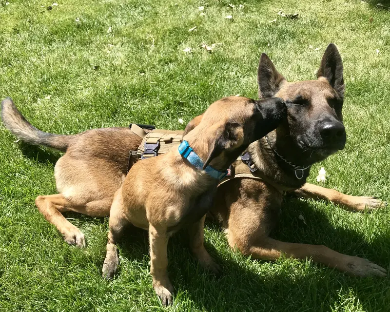 Two dogs lying calmly side by side on the grass after behavior training