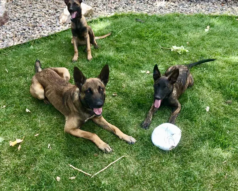 Three CJ's Dog Training board and train dogs resting calmly together on the grass