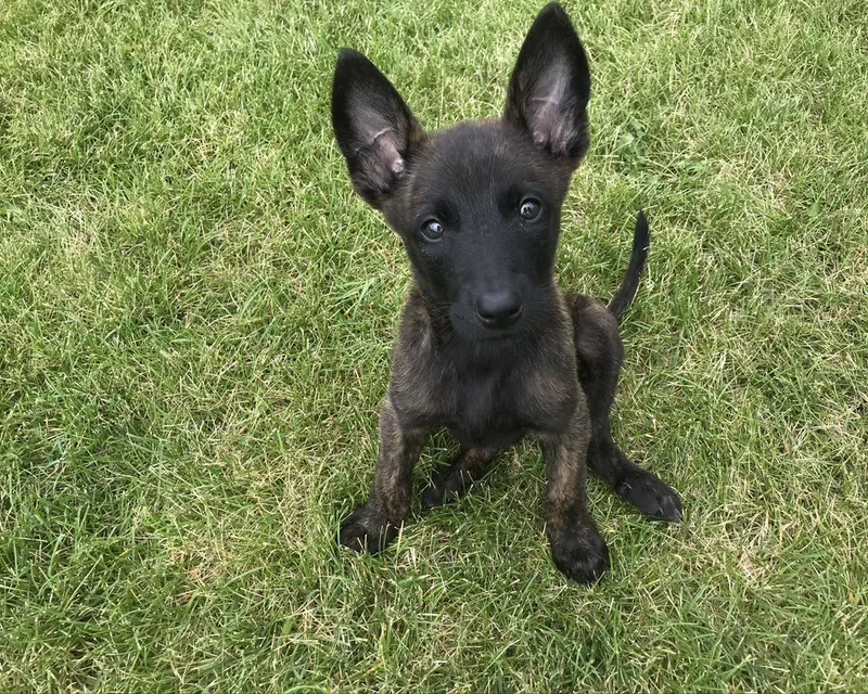 A young brindle puppy sitting in the grass